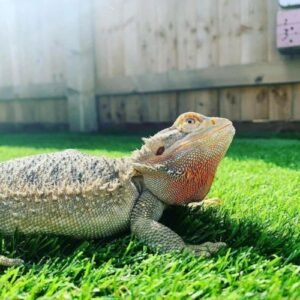 Eclipse 20mm Artificial Grass